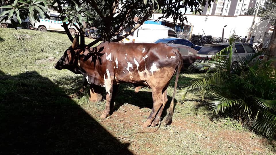 The Cow is currently at Jinja Road Police station .